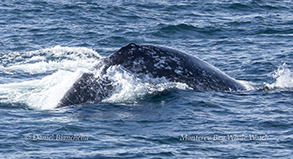 Gray Whale photo by daniel bianchetta
