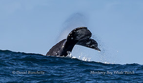 Gray Whale tail  photo by daniel bianchetta