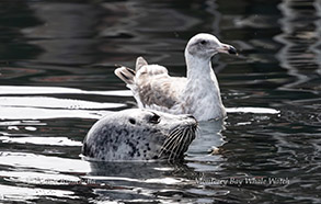 Harbor Seal and Gull photo by Daniel Bianchetta