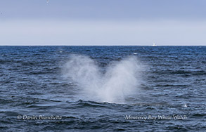 Heart-shaped blow from Humpback Whale photo by Daniel Bianchetta