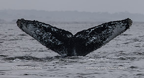 Humpback Whale 'Checkmarks' photo by Daniel Bianchetta