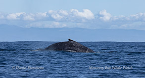 Humpback Whale photo by daniel bianchetta