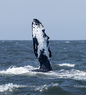 Humpback Whale dorsal fin photo by Daniel Bianchetta