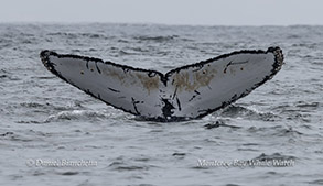 Humpback Whale Fluke (FIBB-1BB220) photo by Daniel Bianchetta
