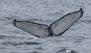 Humpback Whale Id shot - CRC-12028 'Muvi' photo by Daniel Bianchetta