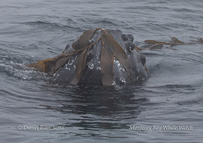 Humpback Whale kelping photo by Daniel Bianchetta