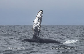 Humpback Whale pectoral fin photo by Daniel Bianchetta