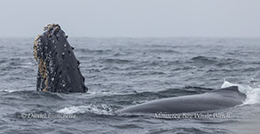 Humpback Whale spyhopping next to another Humpback photo by Daniel Bianchetta