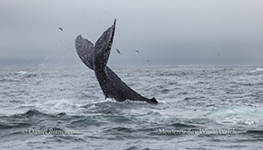 Humpback Whale tail slapping photo by Daniel Bianchetta