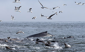 Humpback Whale with California Sea Lions photo by Daniel Bianchetta