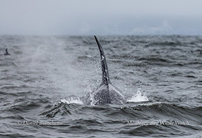 Killer Whale approaching boat (Orca) photo by Daniel Bianchetta