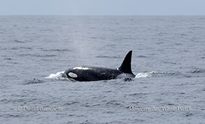 Killer Whale (Orca) photo by Daniel Bianchetta