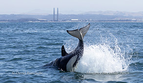 Killer Whale near Moss Landing (Orca) photo by Daniel Bianchetta