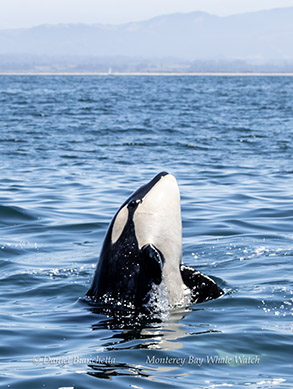 Orca spyhopping (Killer Whale - photo by Daniel Bianchetta