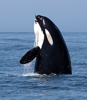 Killer Whale (Orca) with Common Murre in its mouth photo by Daniel Bianchetta