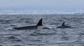 Killer Whales (Orcas - CA138s) photo by Daniel Bianchetta