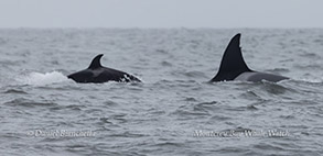 Killer Whales (Orcas - CA39As) photo by Daniel Bianchetta