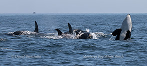 Tail lobbing Humpback Whale photo by Daniel Bianchetta