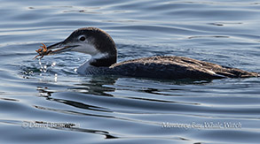 Loon catching breakfast in the harbor photo by Daniel Bianchetta