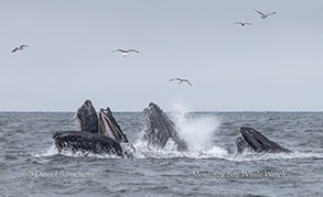 Lunge-feeding Humpback Whales photo by Daniel Bianchetta