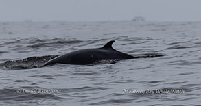 Minke Whale photo by Daniel Bianchetta