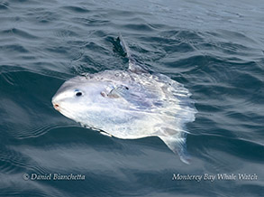 Mola Mola (Ocean Sunfish) photo by daniel bianchetta