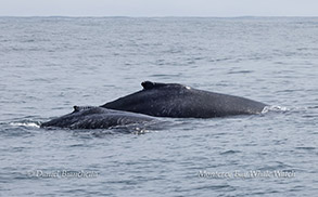 Mother and calf Humpback Whales photo by Daniel Bianchetta