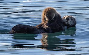 Mother and pup Sea Otter photo by Daniel Bianchetta