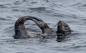 Northern Fur Seal photo by Daniel Bianchetta