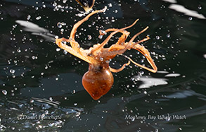 Octopus photo by Daniel Bianchetta