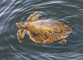 Olive Ridley Sea Turtle photo by Daniel Bianchetta