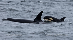 Orcas (Killer Whales CA140B and calf CA140B4) photo ID photo by daniel bianchetta