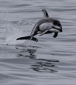 Pacific White-sided Dolphin porpoising photo by Daniel Bianchetta