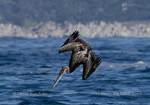 Pelican diving photo by daniel bianchetta