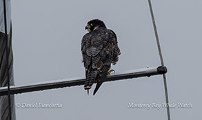 Peregrine Falcon photo by Daniel Bianchetta