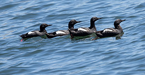 Pigeon Guillemots photo by Daniel Bianchetta