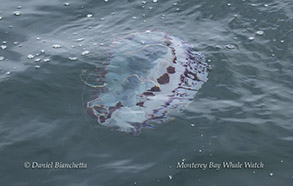 Purple-striped Jelly photo by Daniel Bianchetta