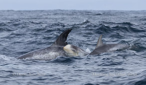 Risso's Dolphin calf photo by daniel bianchetta