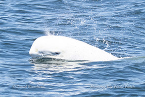 Casper the white Risso's Dolphin photo by Daniel Bianchetta