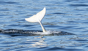 Risso's Dolphin Casper Tail Lphoto by Daniel Bianchetta