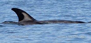 Risso's Dolphin mother and calf photo by daniel bianchetta