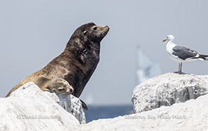 Sea Lion and Seagull  photo by Daniel Bianchetta