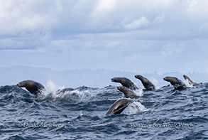 Sea Lions photo by daniel bianchetta