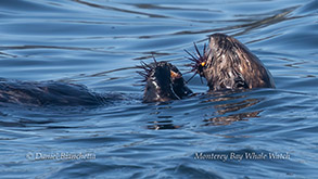 Sea Otter eating a Sea Urchin photo by Daniel Bianchetta