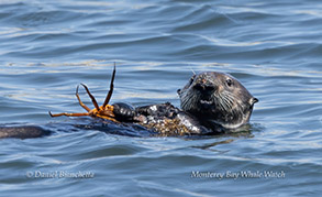 Sea Otter with Crab photo by Daniel Bianchetta