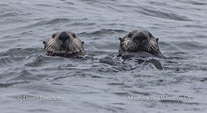 Southern Sea Otters photo by Daniel Bianchetta