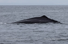 Sperm Whale surfacing photo by Daniel Bianchetta