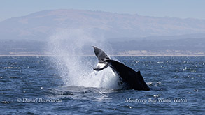 Tail lobbing Humpback Whale photo by Daniel Bianchetta