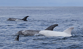 White Risso's Dolphin Casper & friends photo by daniel bianchetta