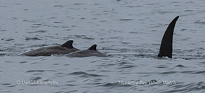 Two young Baird's Beaked Whales and the fluke of a diving Baird's Beaked Whale photo by Daniel Bianchetta